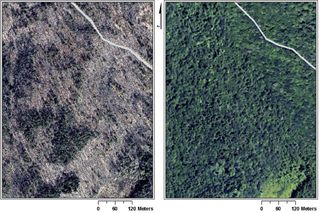 The images here show leaf-off (left) and leaf-on (right) aerial photographs with a modern road superimposed through the northeast corner of the image for reference