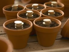 Stacks of coins growing in flowerpots