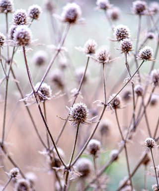 frosty seed heads in garden in winter