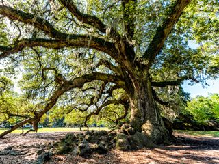 A huge oak tree