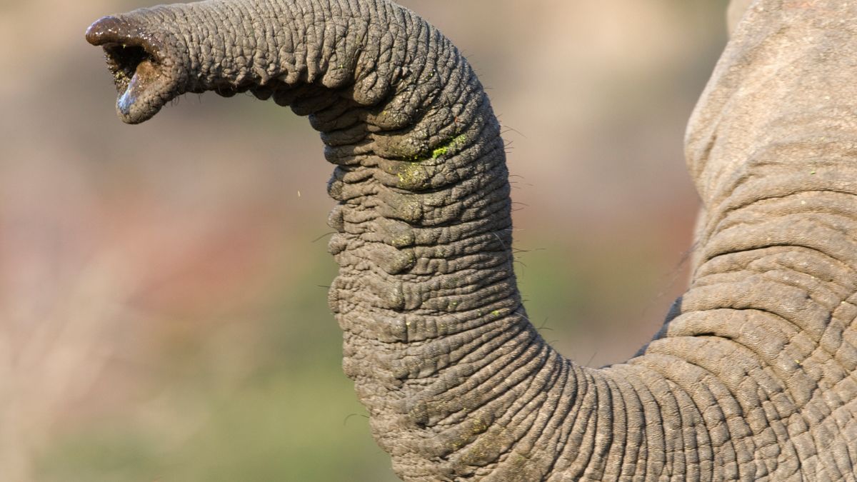 Scientists May Have Finally Figured Out How Elephants Got Their ...