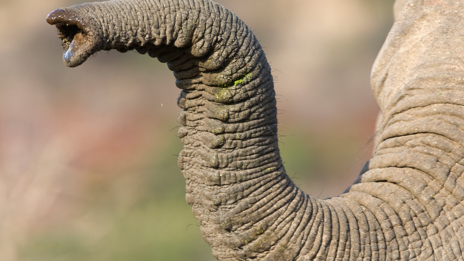 Close up of an elephants trunk