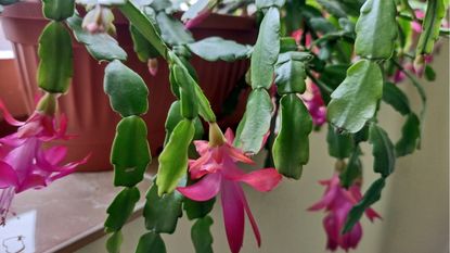 Pruning a Christmas cactus