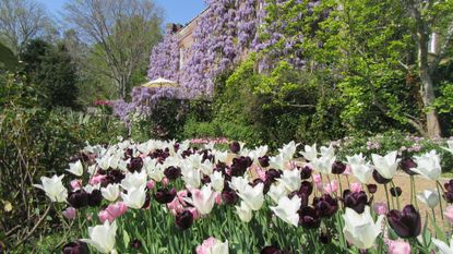 Spring bulbs Tulipa White Triumphator, Pink Diamond and Queen of Night at Pashley Manor Garden