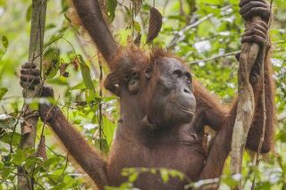 An orangutan mother and baby in Gunung Palung National Park