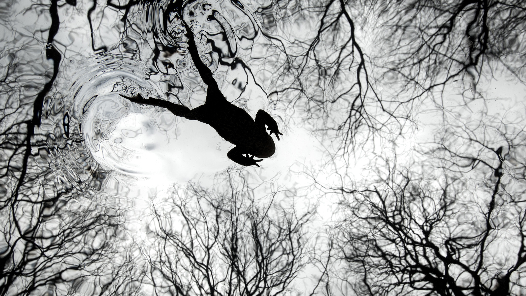 Silhouette of a frog swimming in a pond with a rippling reflection of bare tree branches, creating an abstract, tranquil, and mirrored effect