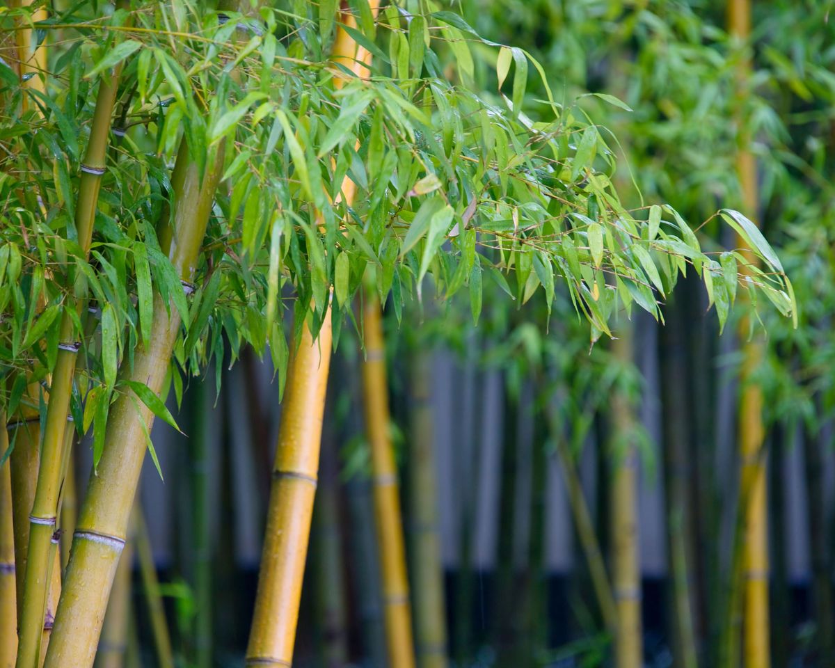 Why is my bamboo plant turning yellow? Expert solutions to turn yours