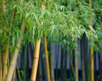 Privacy Solution for Small Spaces: Bamboo in Containers for Your