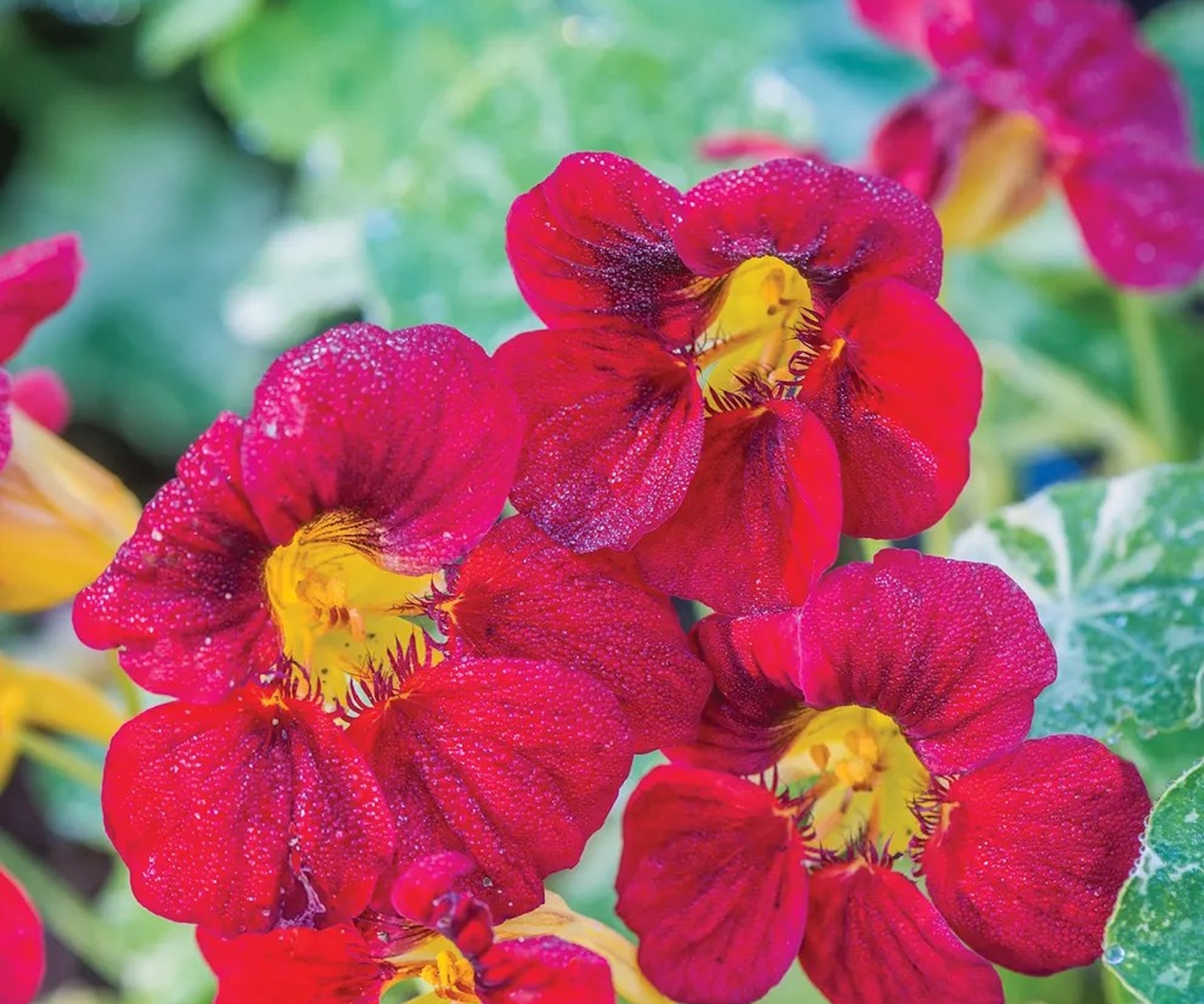 Nasturtium 'Troika Red' with deep, maroon flowers in summer