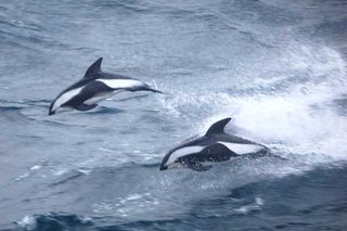antarctic dolphins
