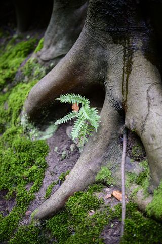 Viltrox AF 35mm F1.2 LAB lens sample gallery: a fern sprouting from a tree base