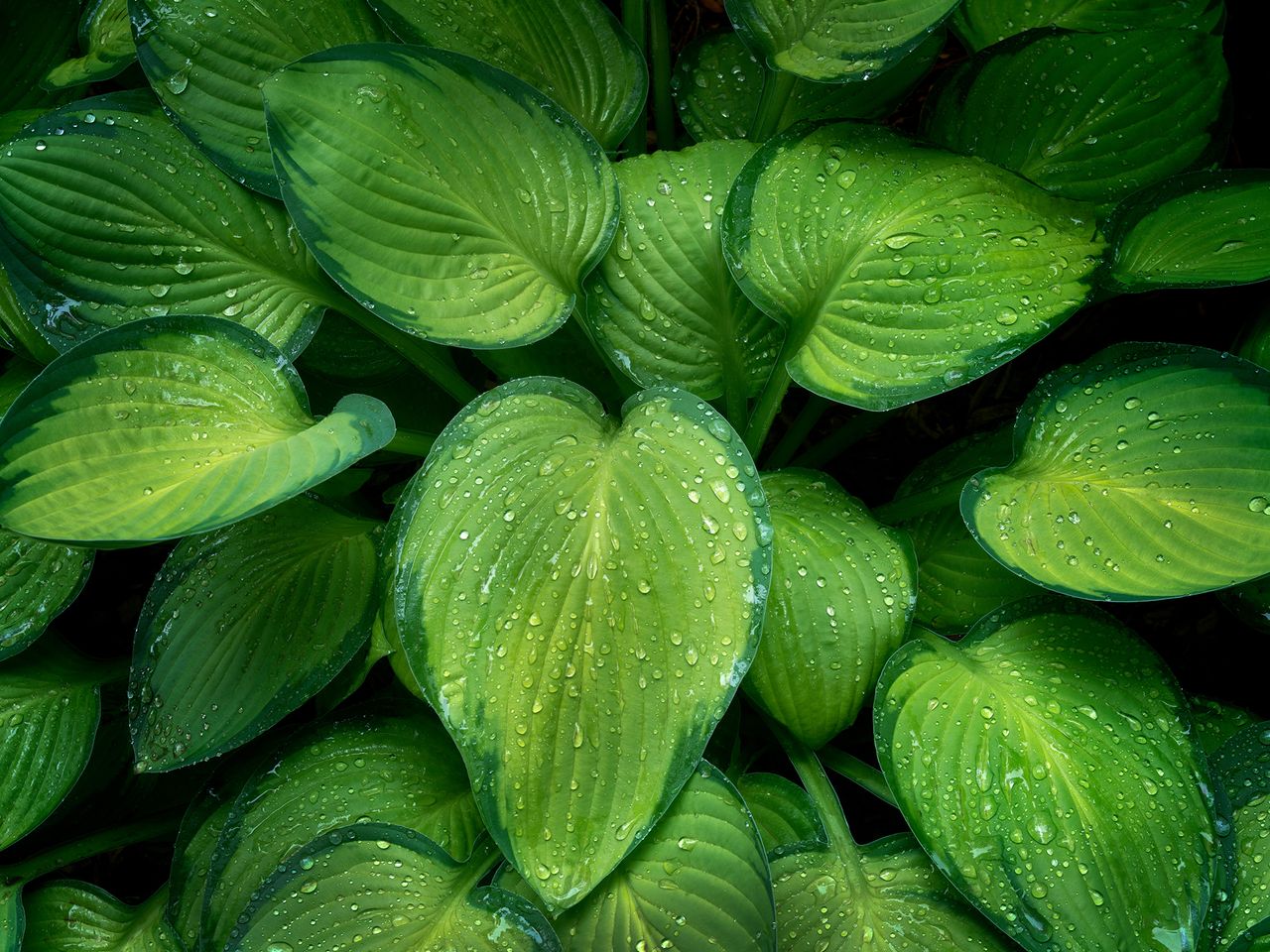 How to winterize hostas