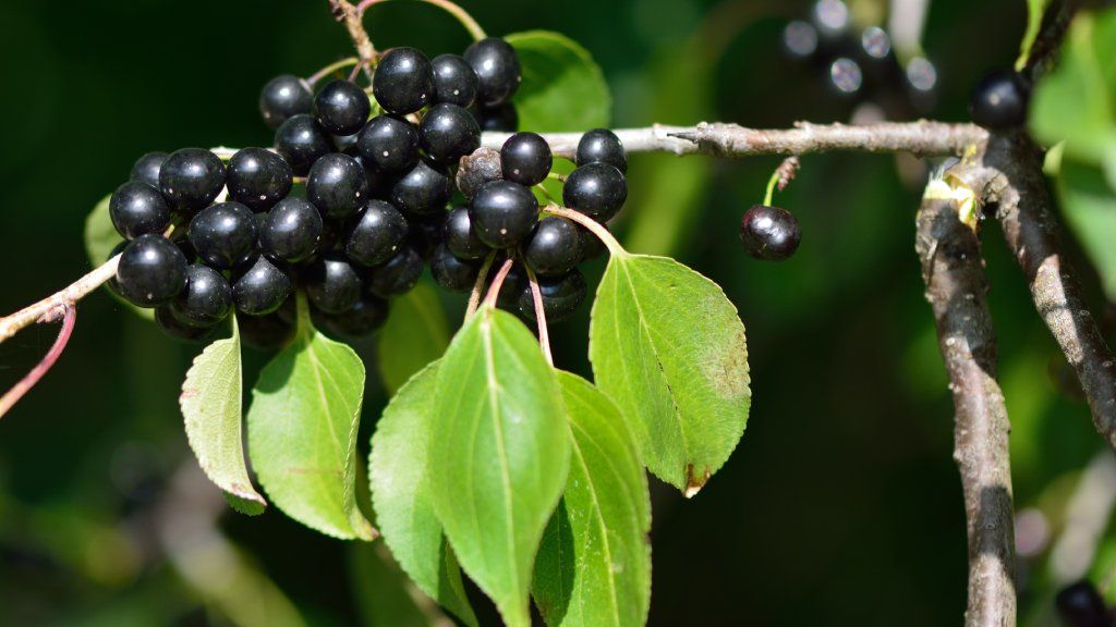 Black buckthorn berries on a leafy branch