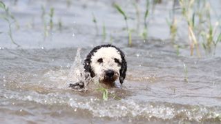 Spanish water dog swimming in lake