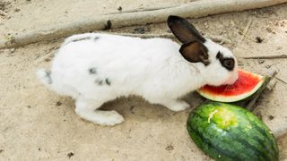 rabbit eating watermelon