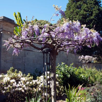 Wisteria growing on wisteria umbrella support structure in garden