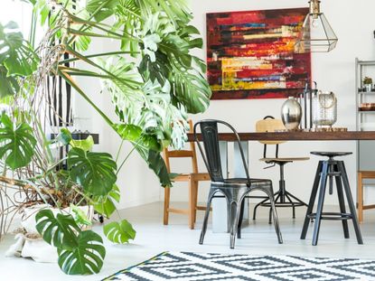 A large potted Monstera plant in a bright modern dining room