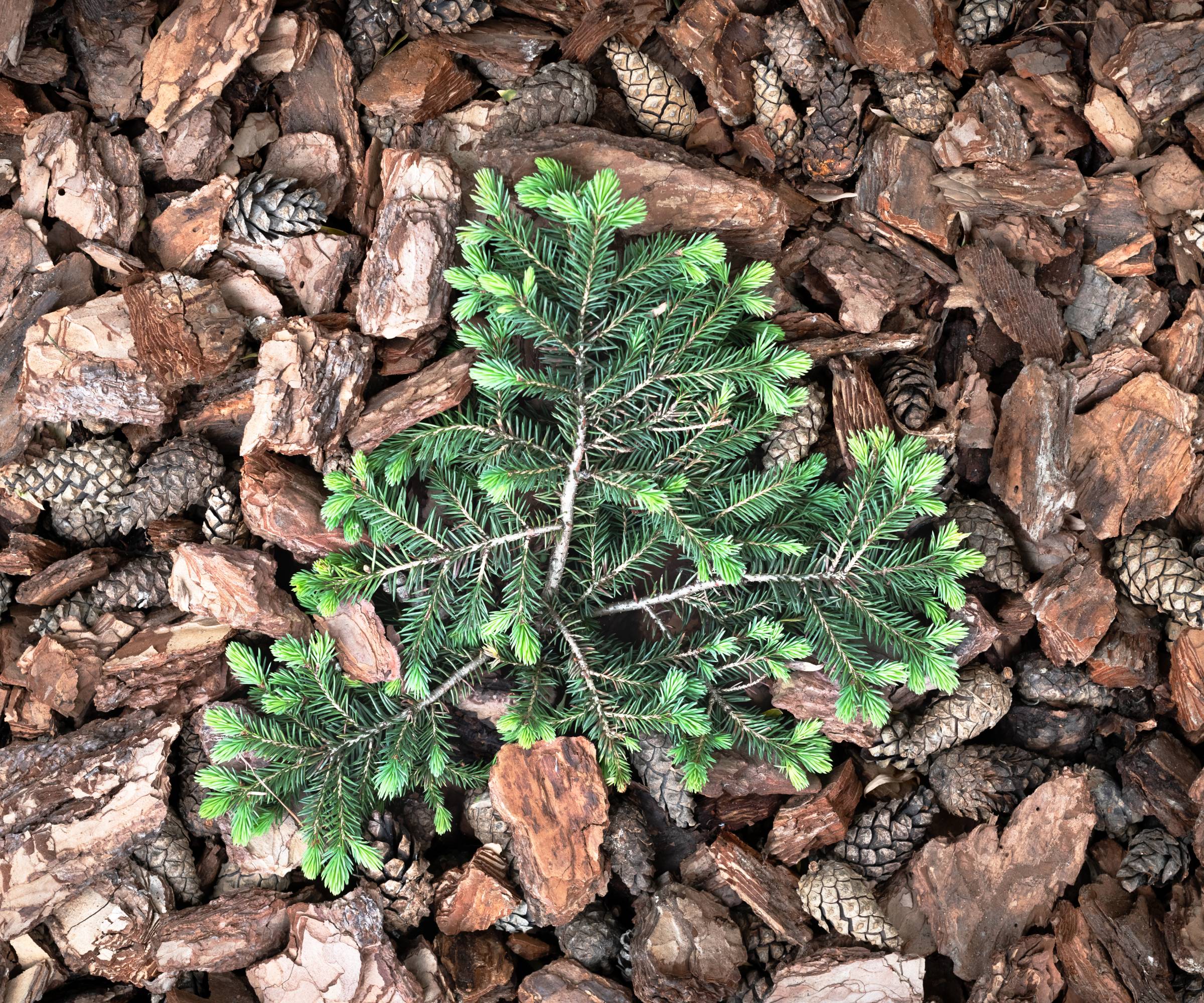 A fir tree growing out of wood chips and pine cone mulch