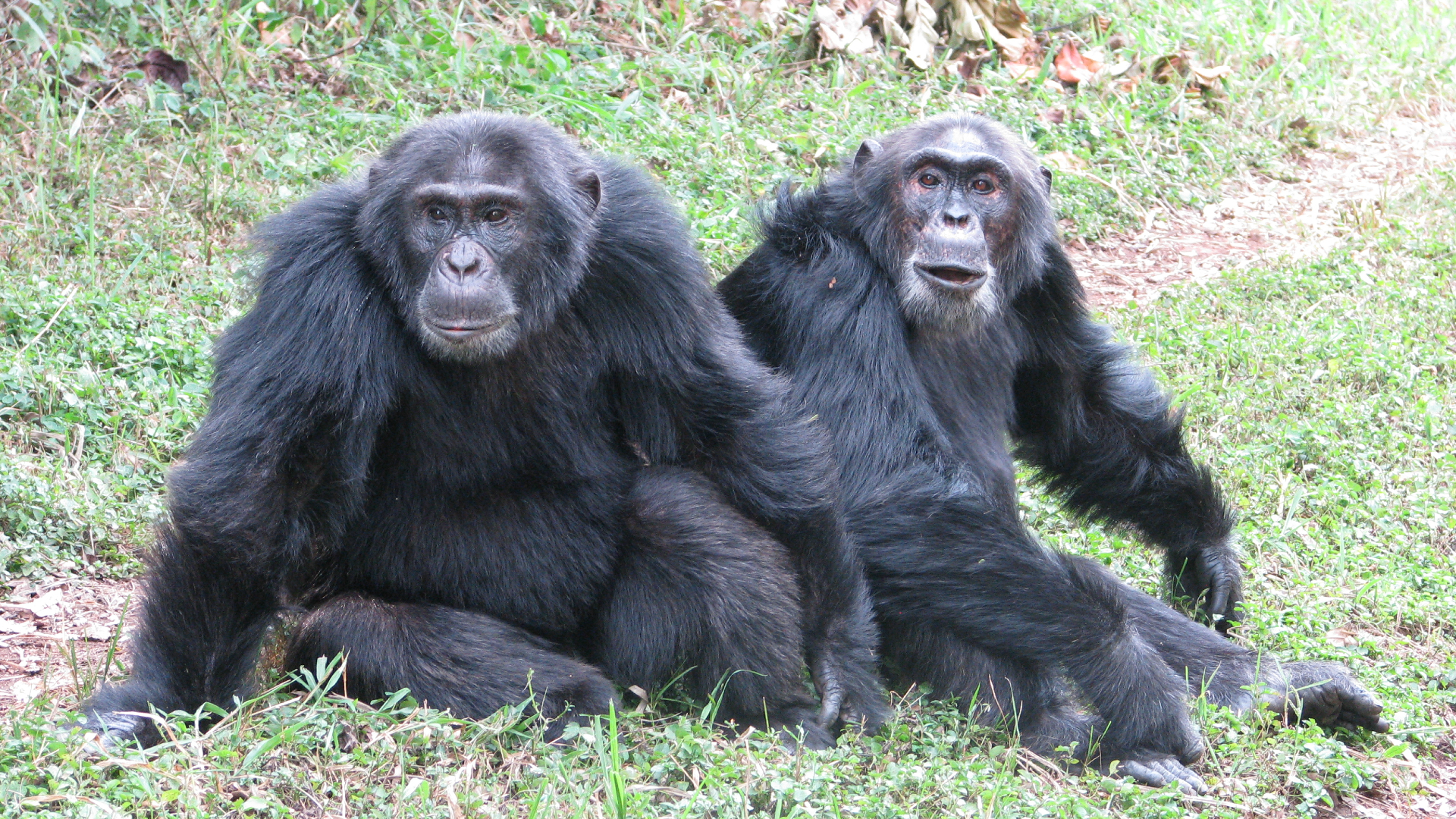 A pair of large black-furred chimps sit in lush green grass in the midst of a jungle landscape.