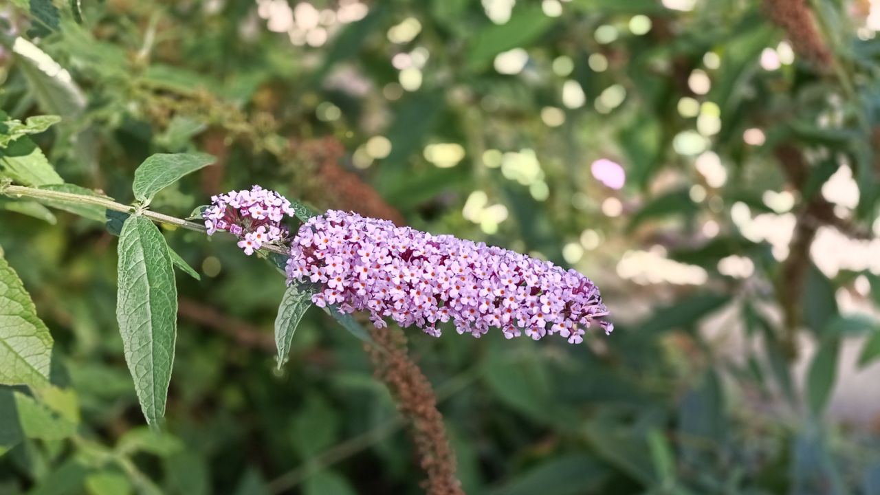 Portrait image taken on the Oppo Reno10