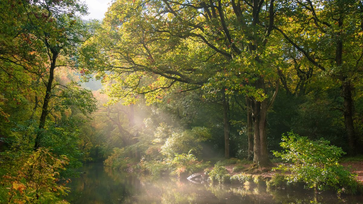 The top spots in the UK for forest bathing revealed | Advnture