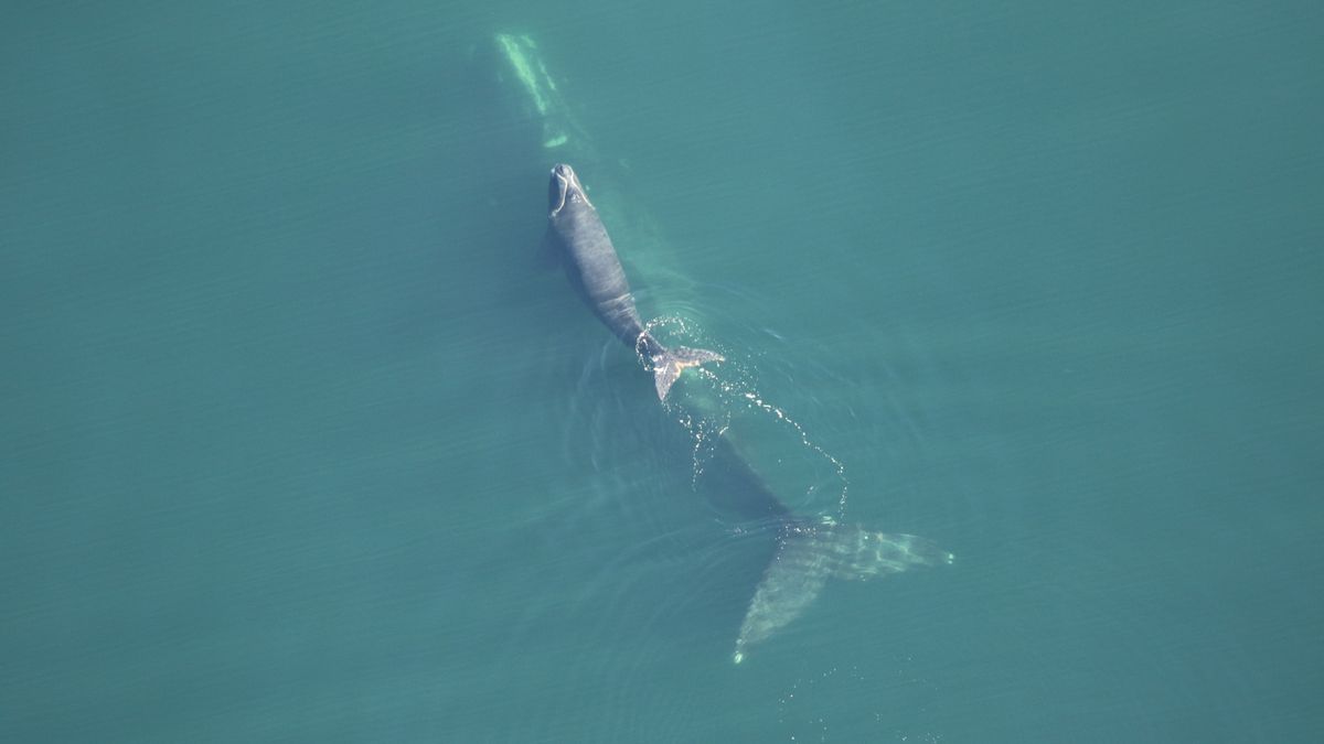 Critically endangered right whales are shrinking, with drastic consequences for their population