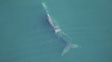 Aerial footage of whale swimming with its calf.