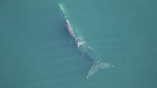 Aerial footage of whale swimming with its calf.