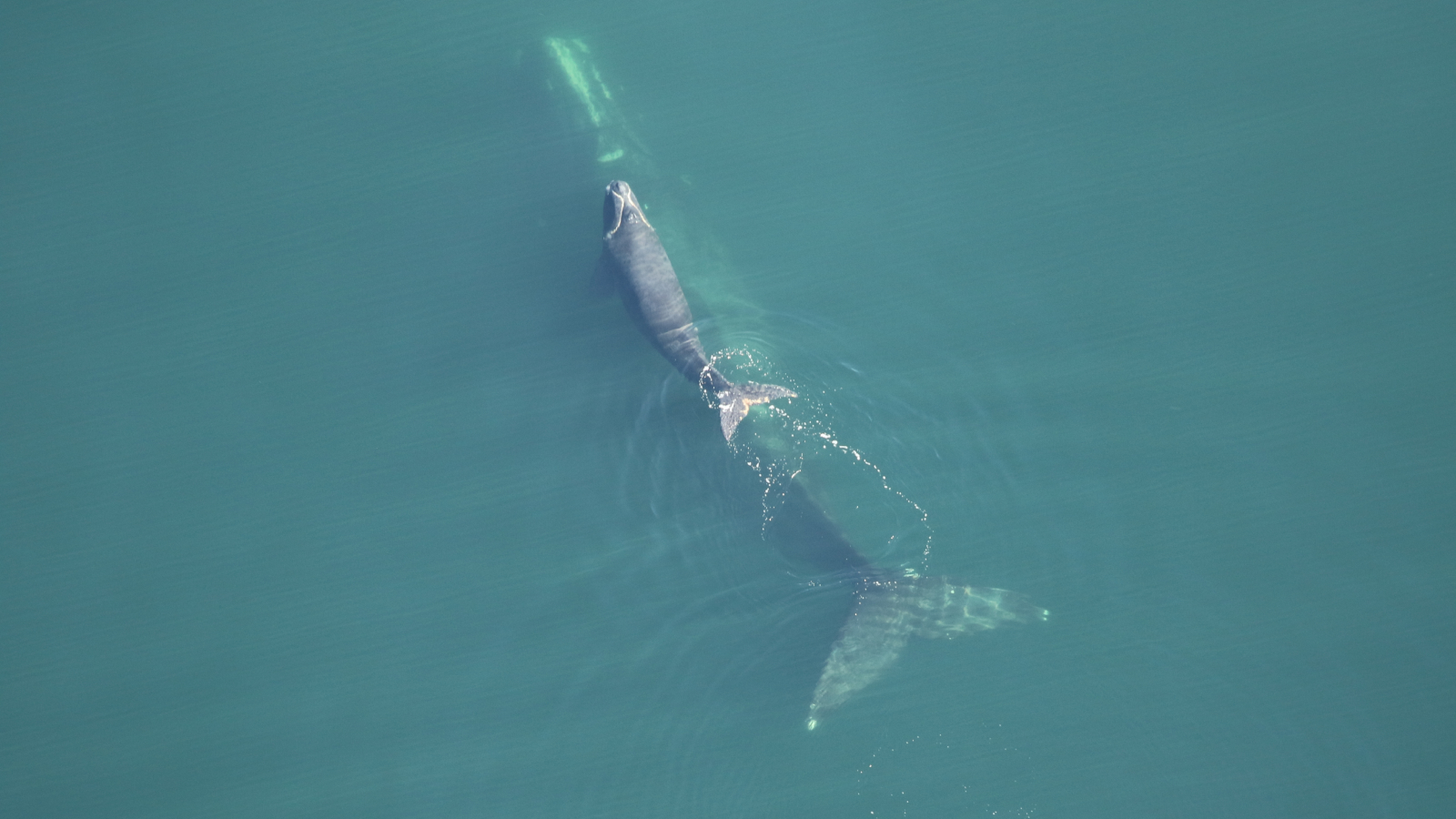 Critically endangered right whales are shrinking, with drastic consequences for their population