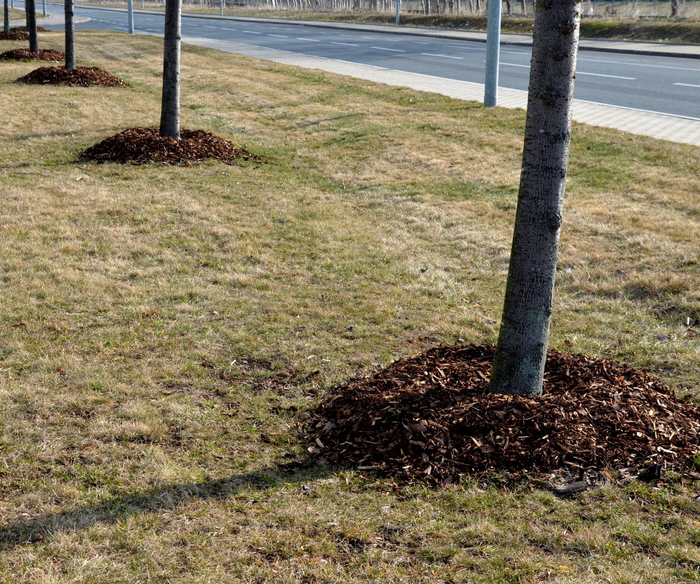 Mulch volcanoes around trees by a road