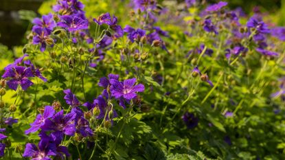 Purple geranium flowers growing in garden