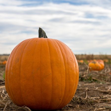 large pumpkin on pumpkin field with pumpkin plants