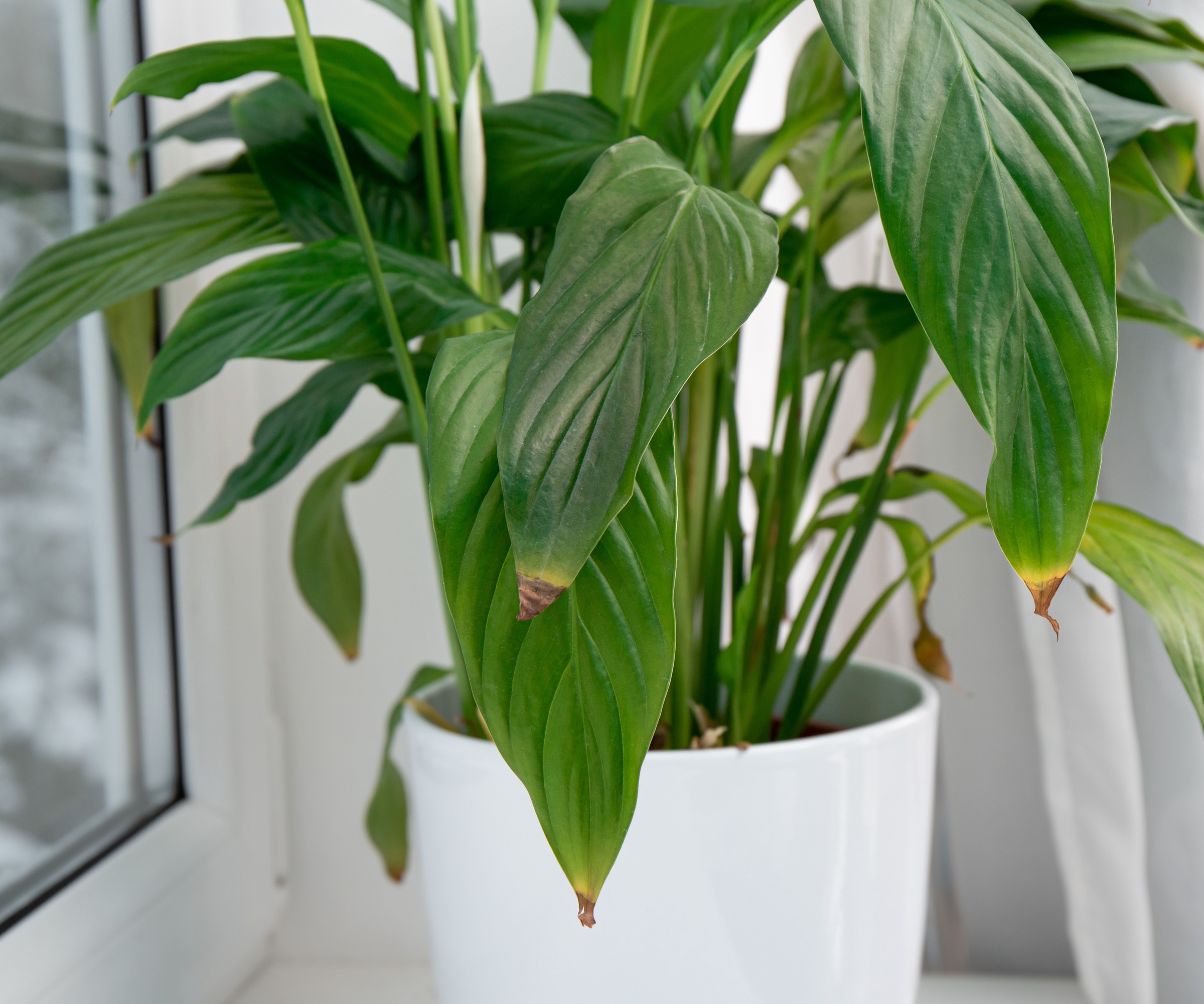 Peace Lily with brown tips in white pot on a window sill