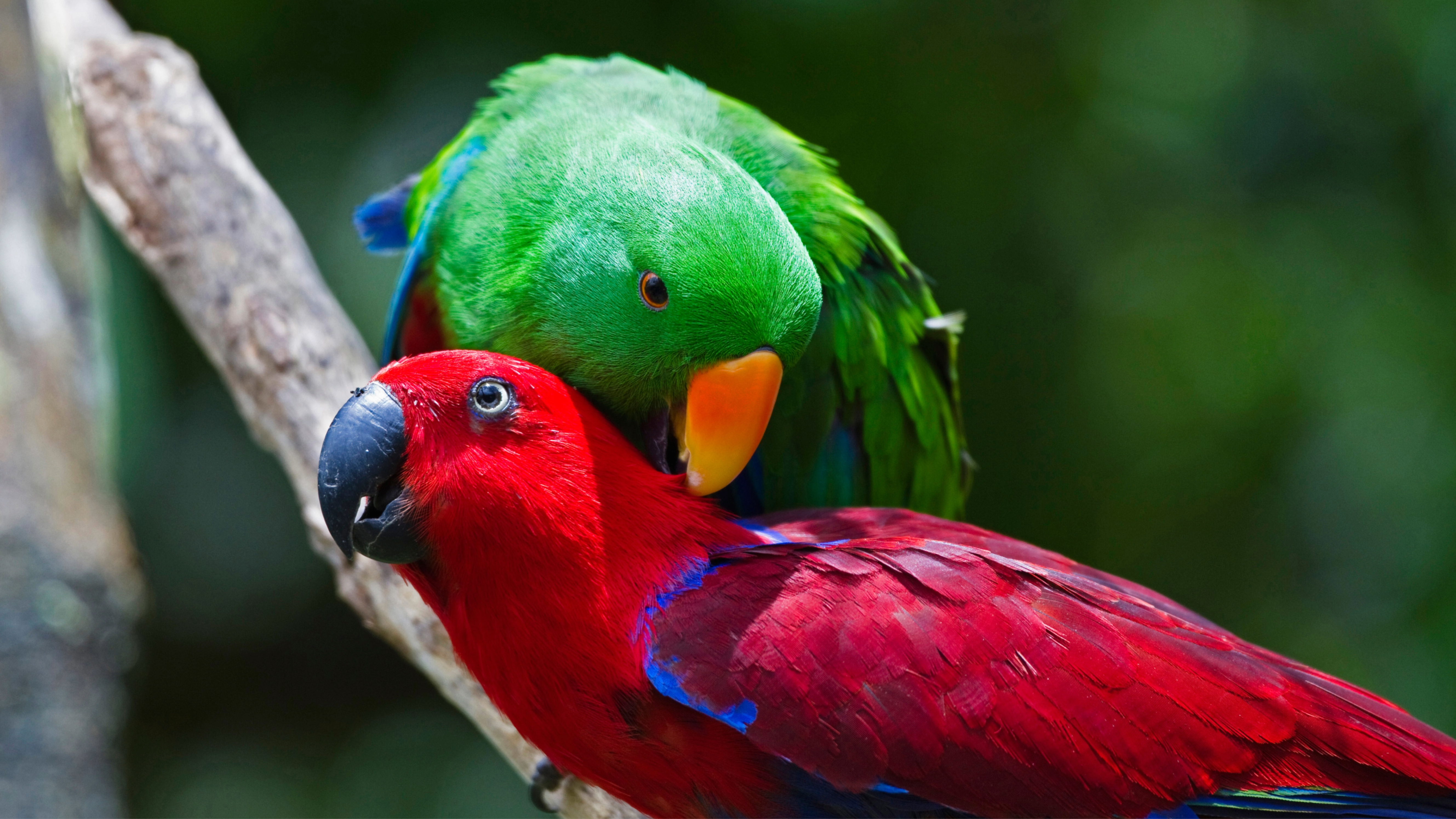 Eclectus Parrot