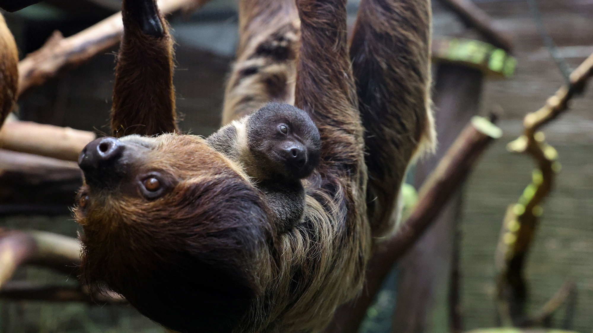 A newborn two-toed sloth clings to its mother at &amp;#321;&amp;oacute;d&amp;#378; Zoo in Poland