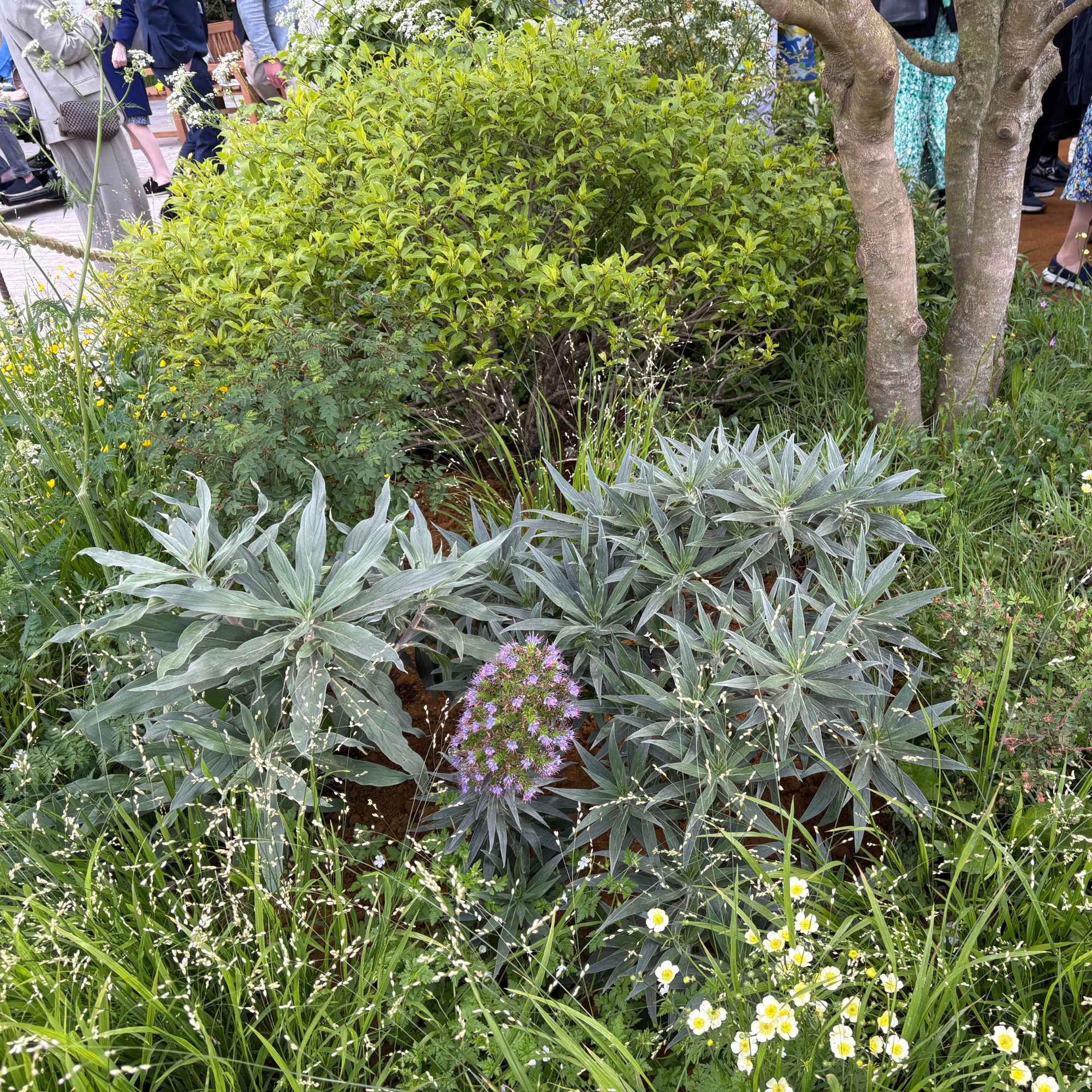 Variety of ground cover plants, grasses and weeds at Chelsea Flower Show 2026.