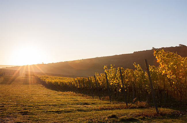 rathfinny vineyards, sussex wine