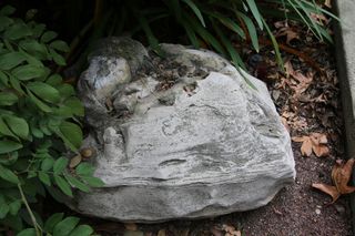 The boulder containing a whale skull thought to belong to a new species.