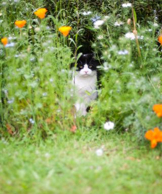 cat and flower bed in garden