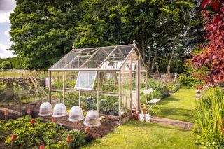 Greenhouse and plants