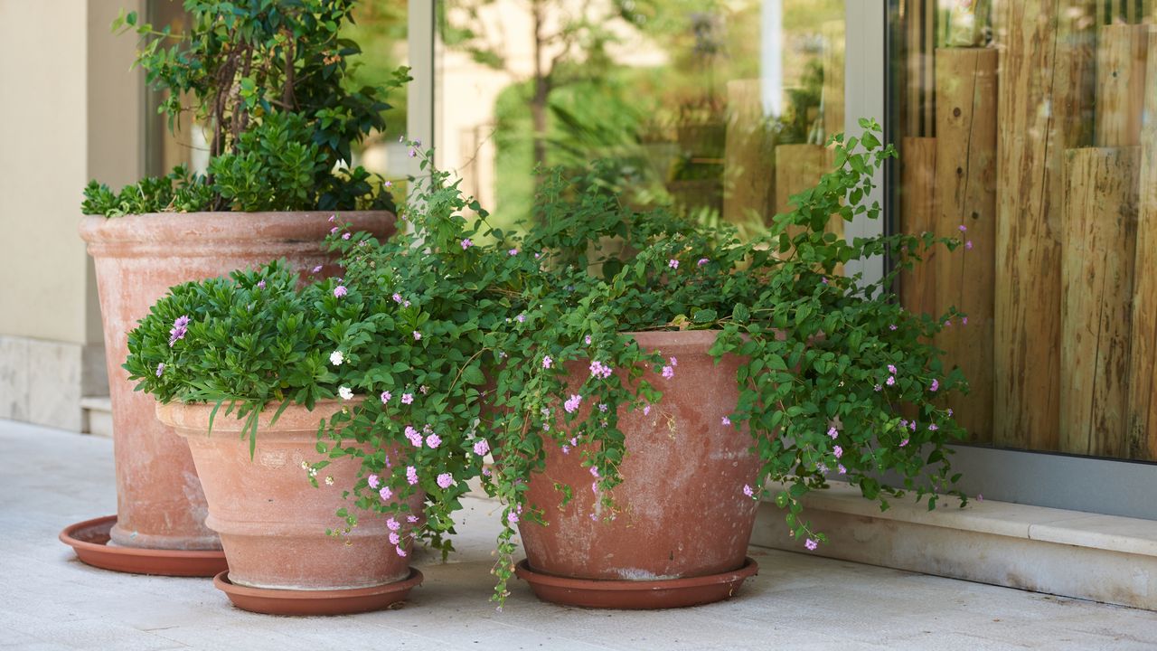 Large terracotta pots on a porch