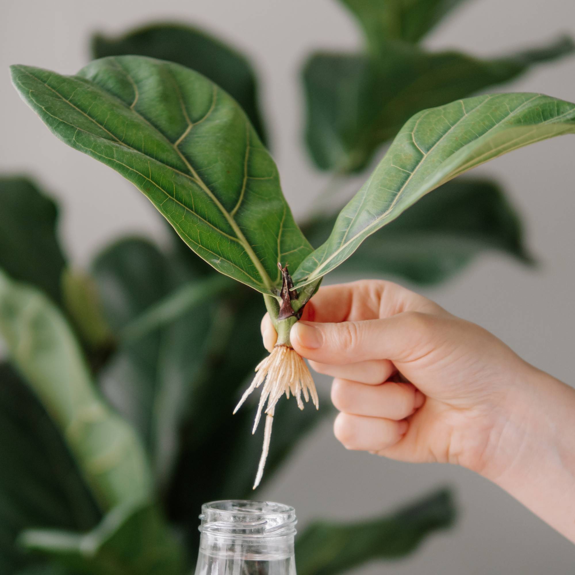 A hand holds a rooted cutting of a fiddle leaf fig