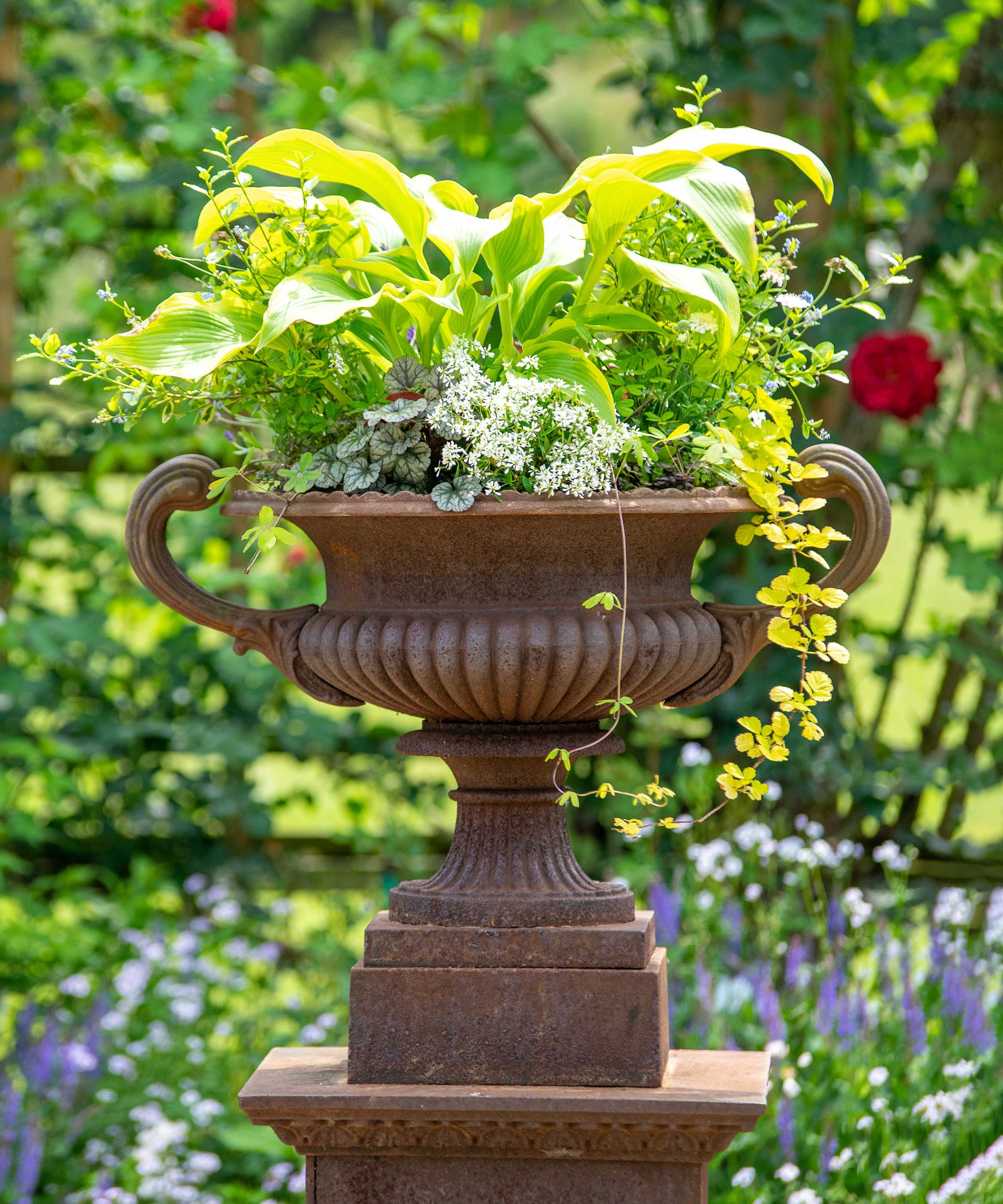 plant in urn container in back garden