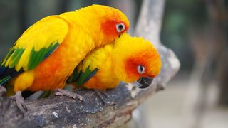 types of pet parrot
