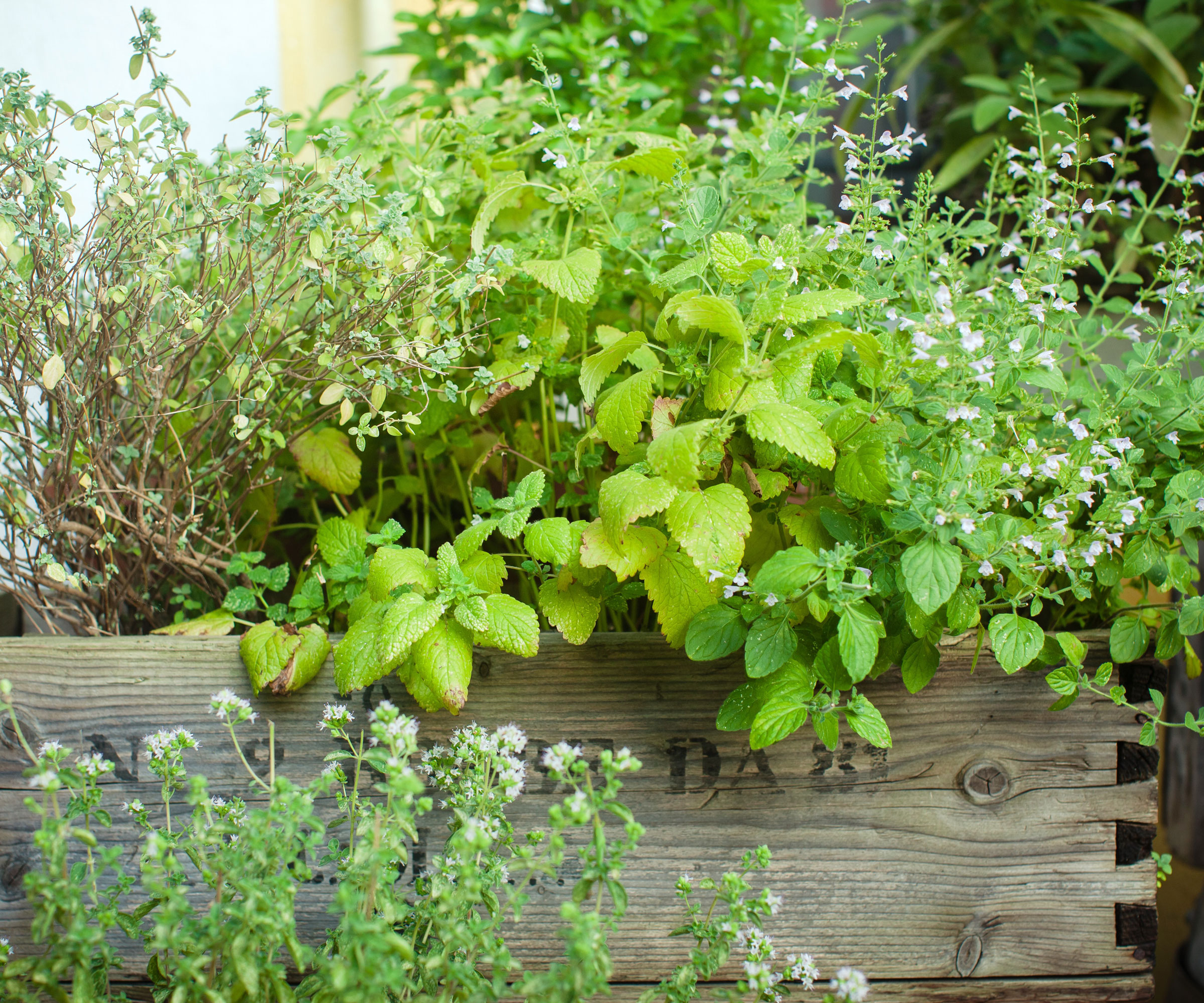 mixed herbs growing in raised bed