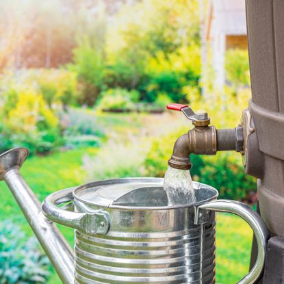 watering can being filled using a water butt