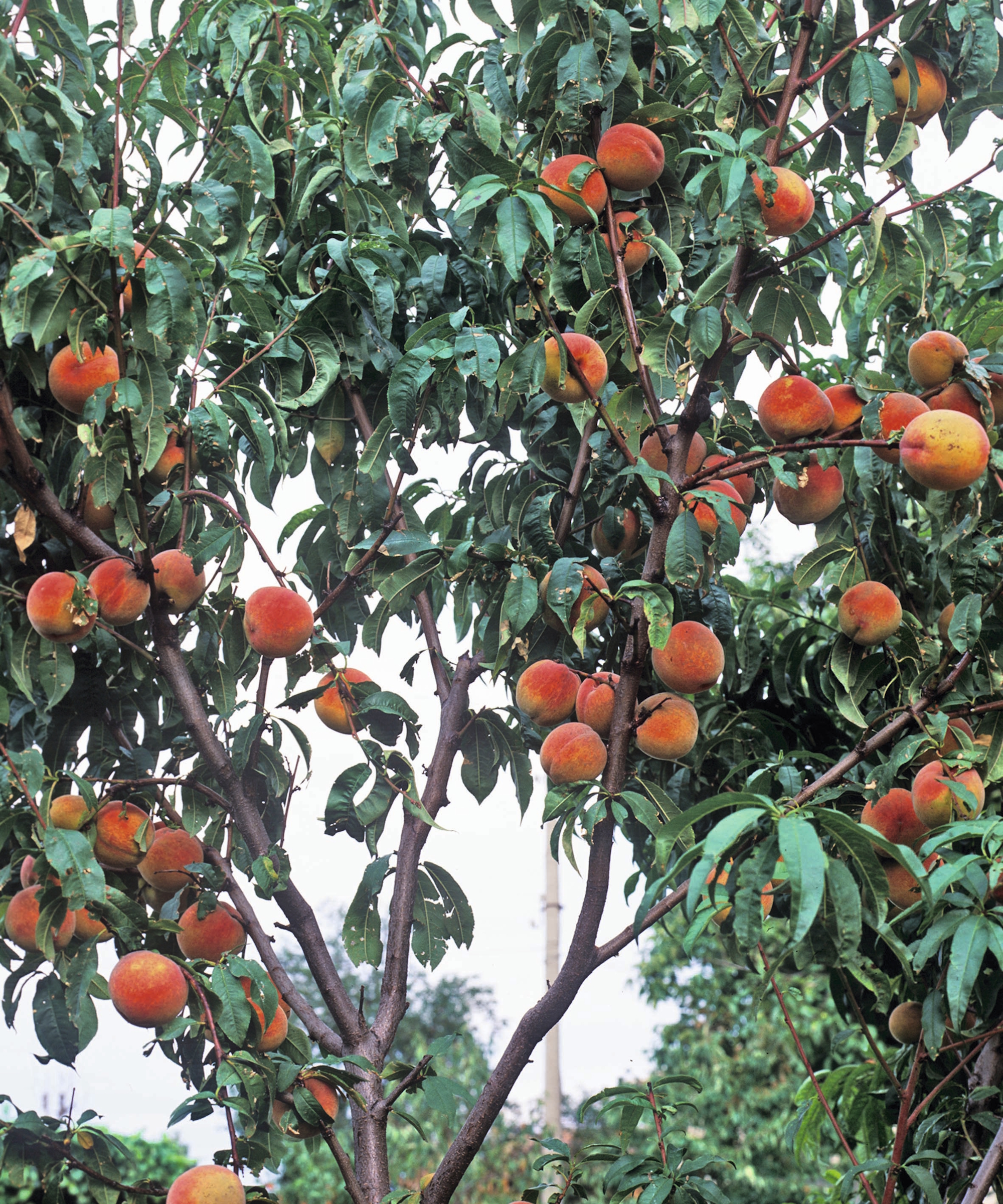 A peach tree covered in fruits in a garden