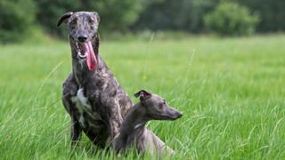Two sighthounds in a field