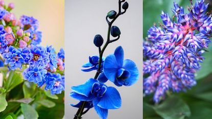 Blue kalanchoe, blue moth orchid, blue bromeliad