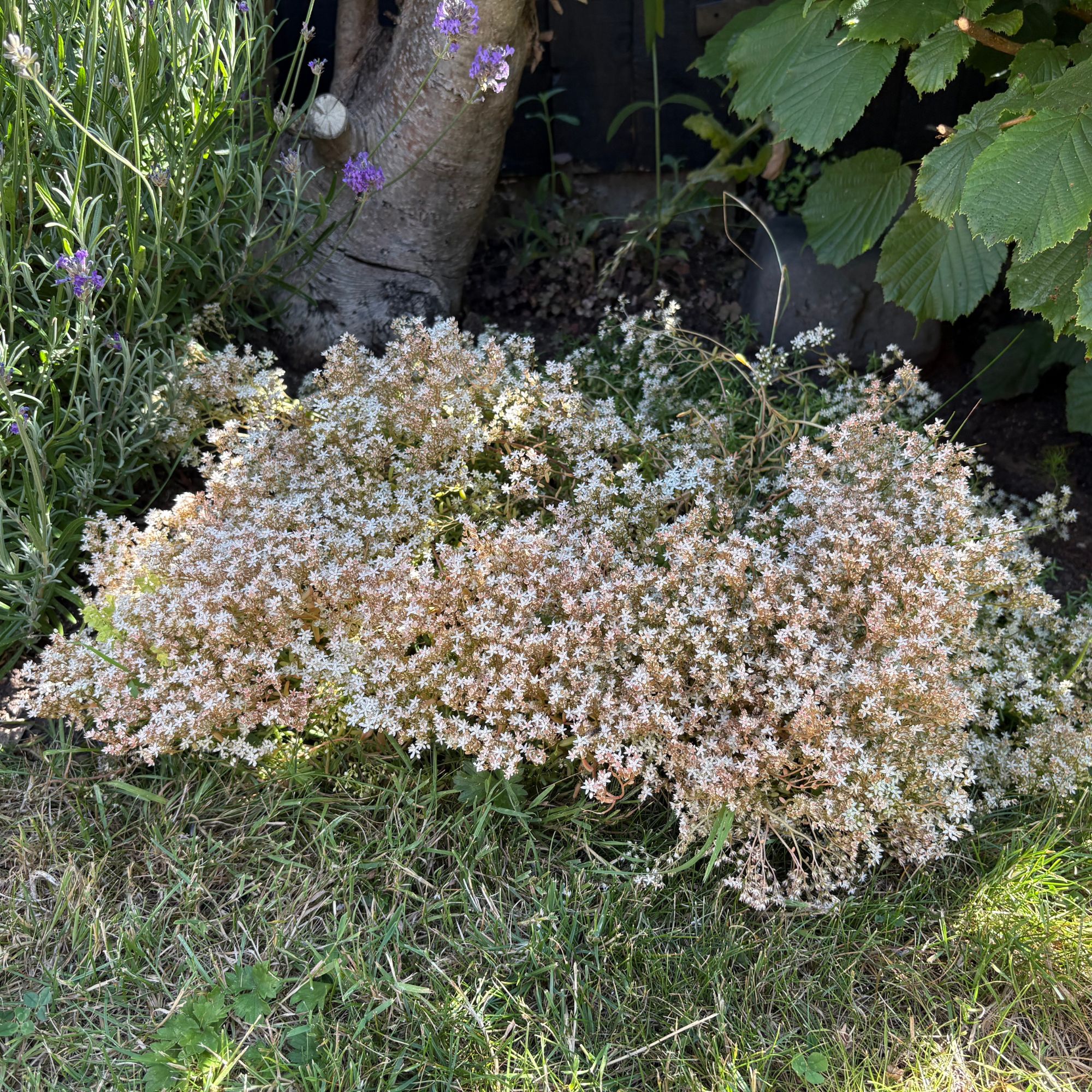 White stonecrop (Sedum album) growing in garden border